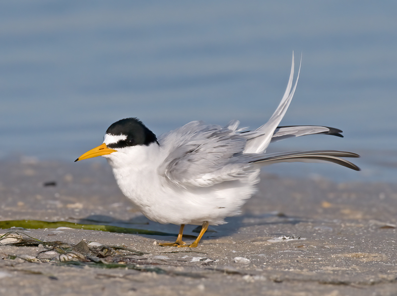 Least_Tern_09_FL_018