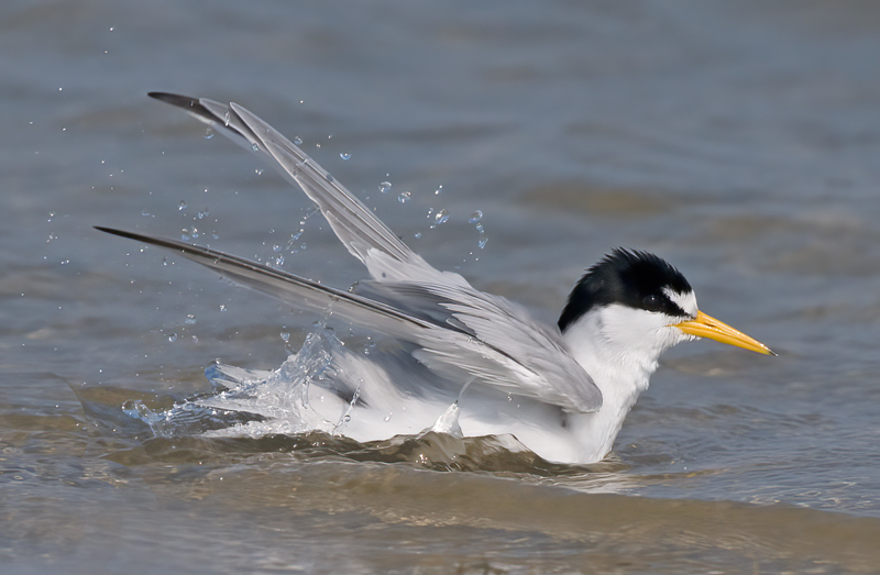 Least_Tern_10_FL_015