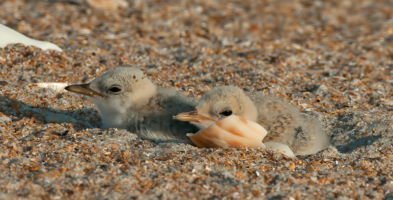 Least_Tern_10_FL_084