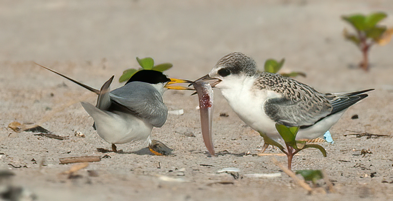 Least_Tern_10_FL_208
