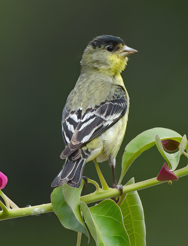 Lesser_Goldfinch_14_CA_045