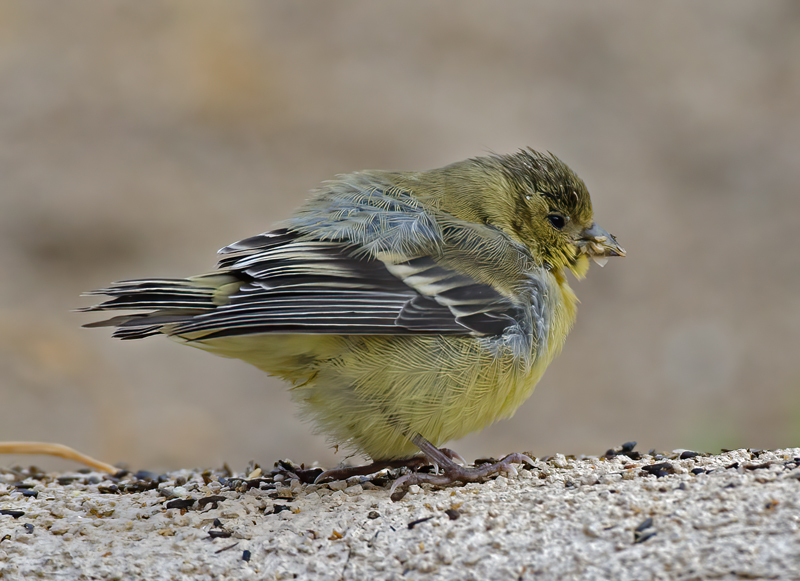 Lesser_Goldfinch_14_CA_200