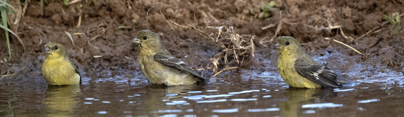 Lesser_Goldfinch_22_TX_004