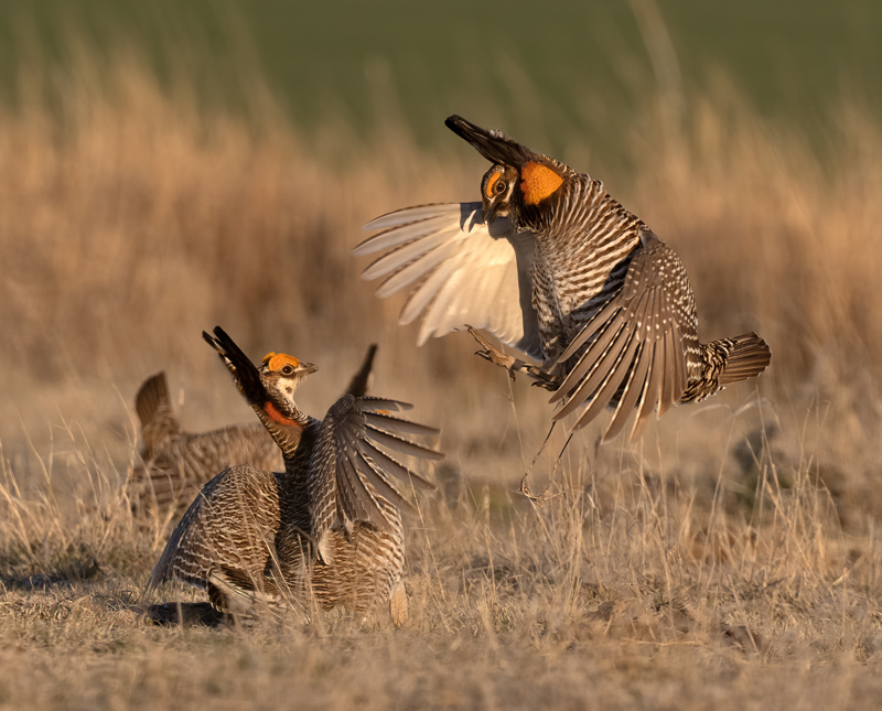 Lesser_Prairie-Chicken_24_KA_C_659