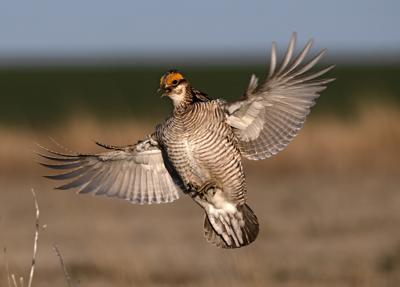 Lesser_Prairie-Chicken_24_KA_C_678