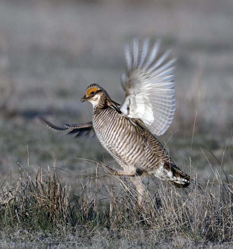 Lesser_Prairie-Chicken_24_KA_L_301