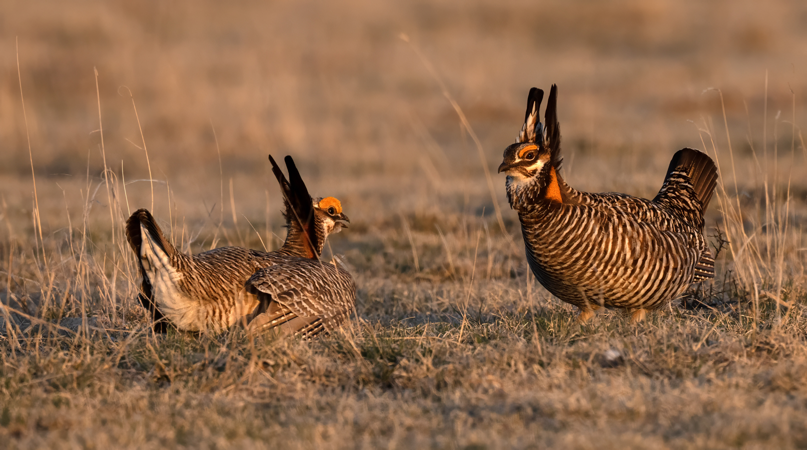 Lesser_Prairie-Chicken_24_KA_L_343