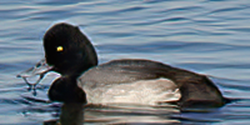Lesser_Scaup_10_CA_007