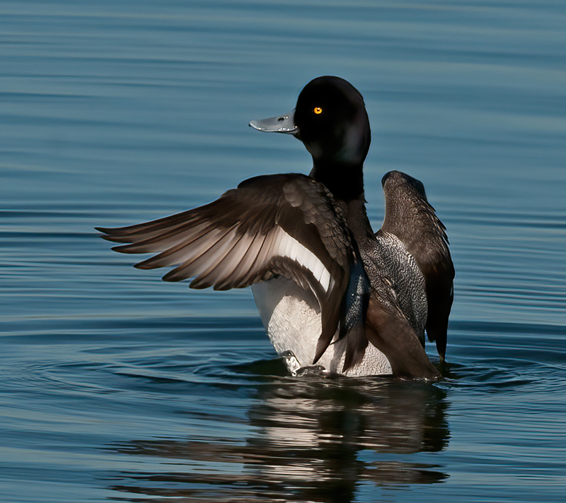 Lesser_Scaup_10_CA_013
