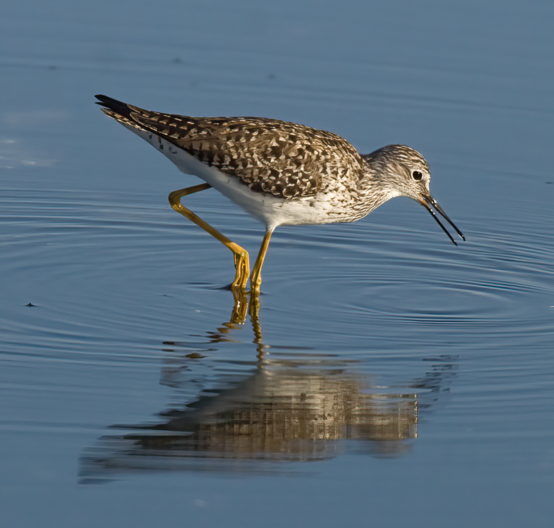Lesser_Yellowlegs_09_FL_036