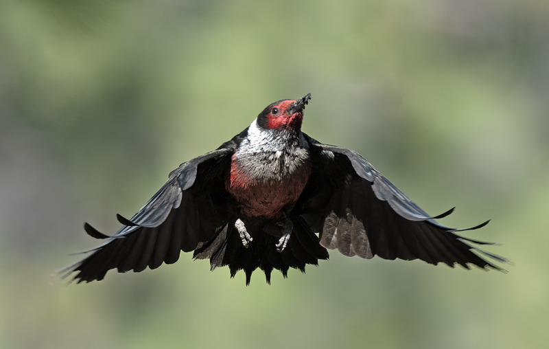 Lewiss_Woodpecker_23_OR_C_031
