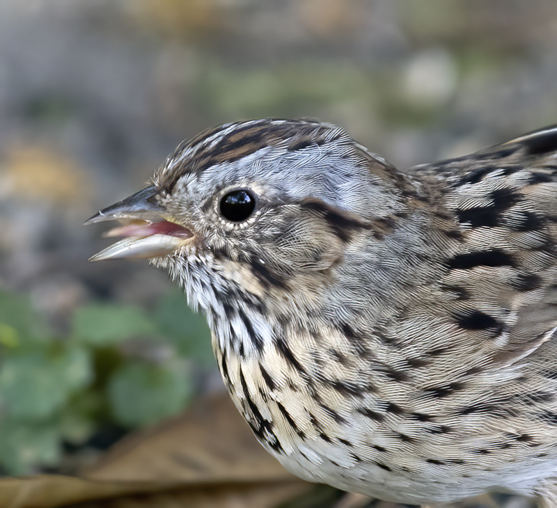 Lincoln_Sparrow_TX_18_011