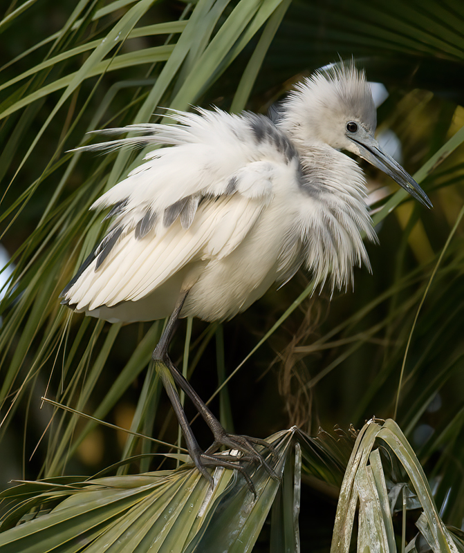 Little_Blue_Heron_08_FL_057