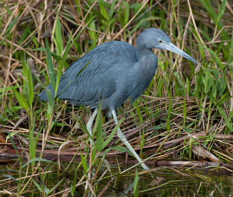 Little_Blue_Heron_10_FL_008