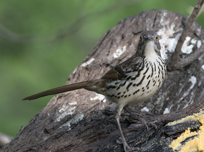 Long-billed_Thrasher_TX_18_002