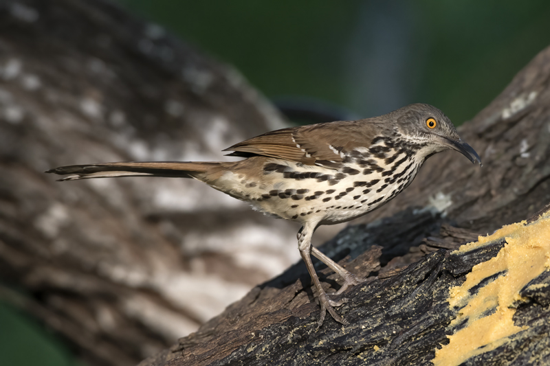 Long-billed_Thrasher_TX_18_014
