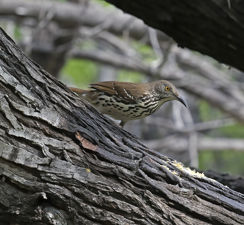 Long-billed_Thrasher_TX_18_030