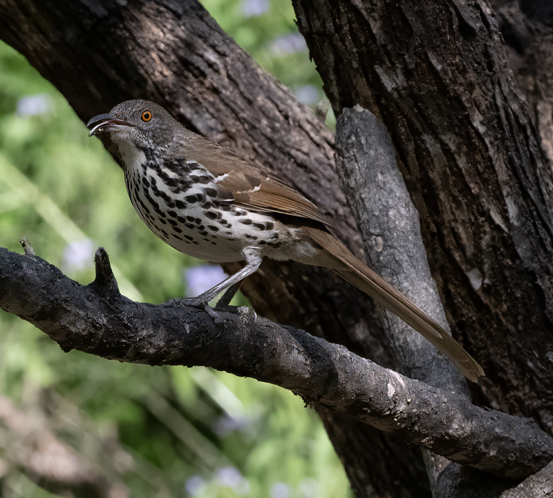 Long-billed_hTrasher_24_TX_C_501