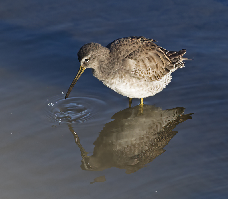 Long_billed_Dowitcher_16_CA_001
