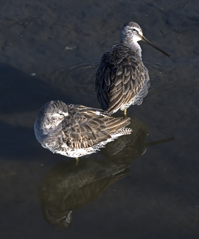 Long_billed_Dowitcher_16_CA_006