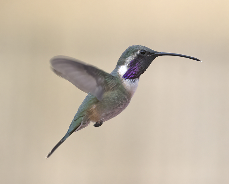 Lucifer_Hummingbird_18_AZ_031