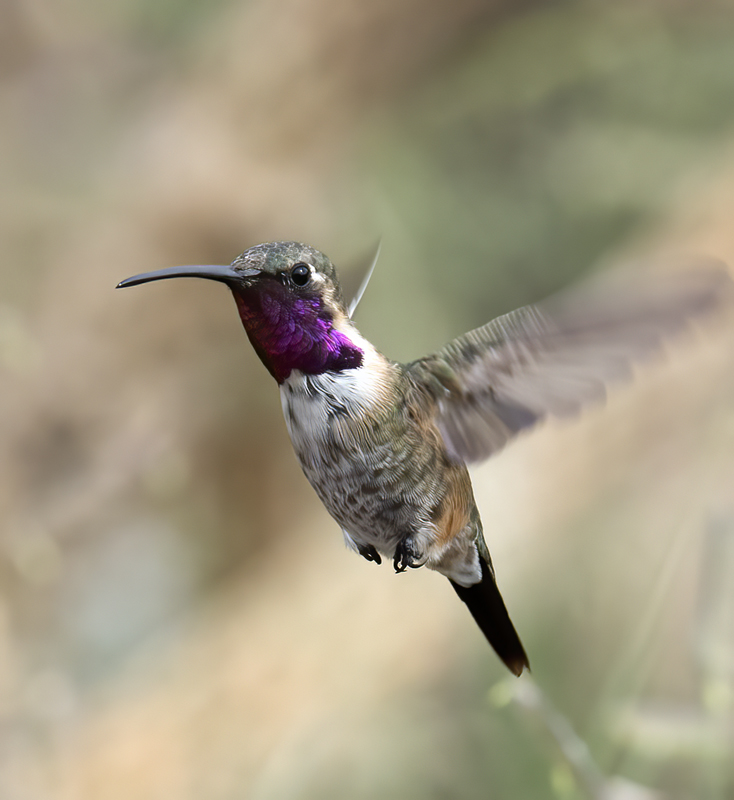 Lucifer_Hummingbird_18_AZ_060