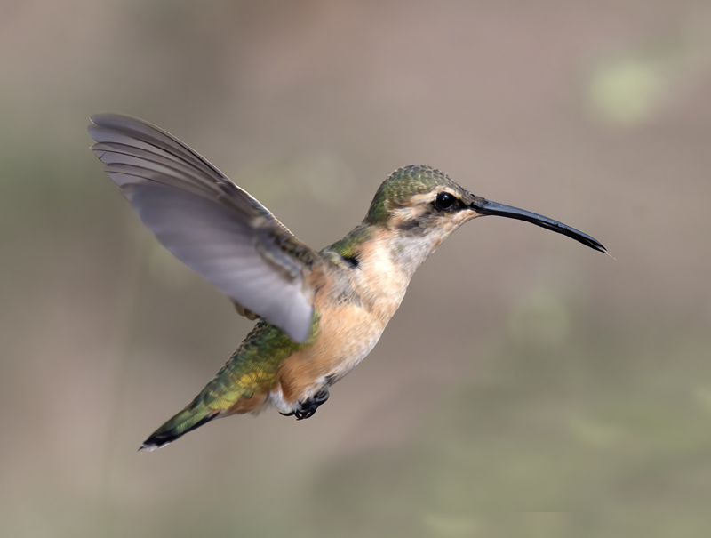 Lucifer_Hummingbird_18_AZ_069