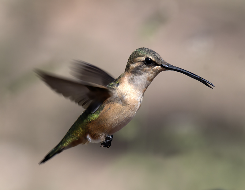 Lucifer_Hummingbird_18_AZ_095