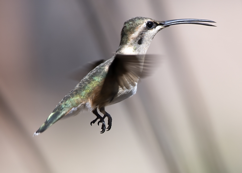 Lucifer_Hummingbird_18_AZ_147