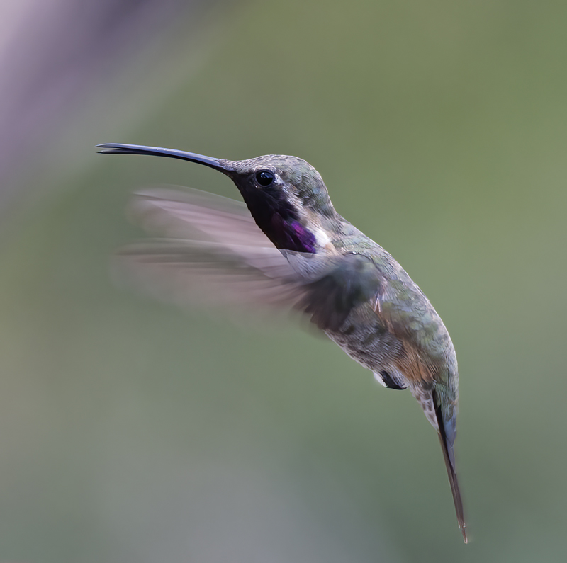 Lucifer_Hummingbird_18_AZ_224