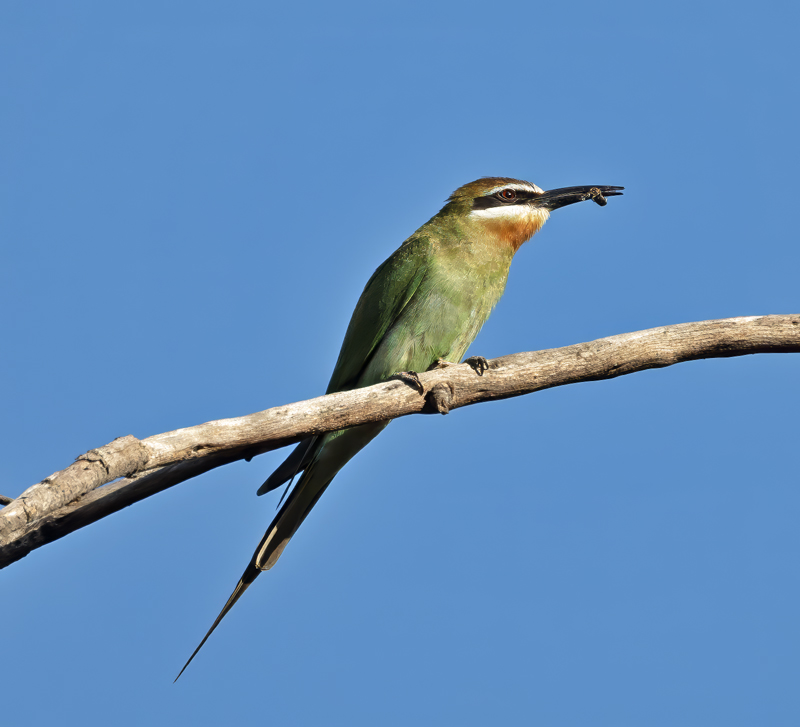 Madagascar_Bee-eater_24_Madagascar_020
