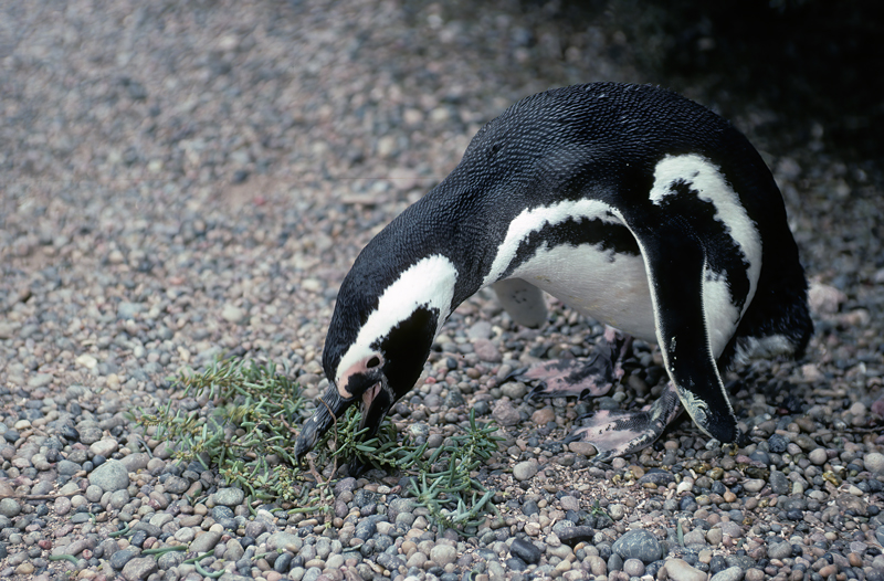 Magellanic_Penquin_91_Argentina_003