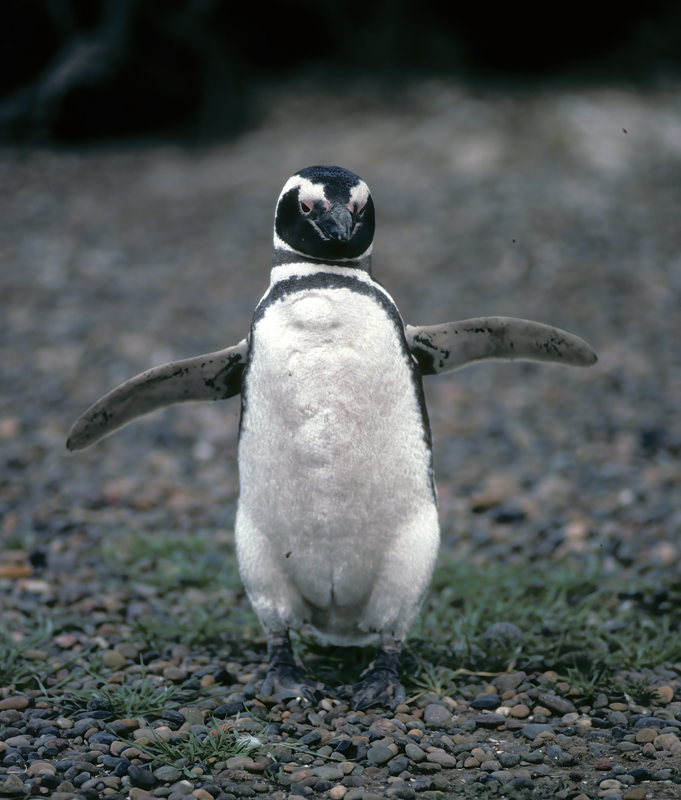 Magellanic_Penquin_91_Argentina_007