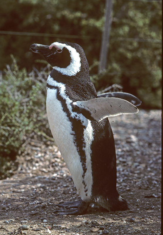 Magellanic_Penquin_91_Argentina_008