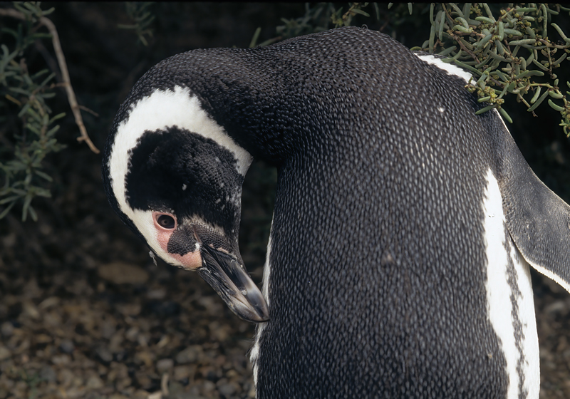 Magellanic_Penquin_91_Argentina_011