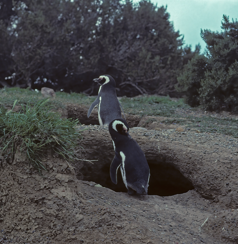 Magellanic_Penquin_91_Argentina_018