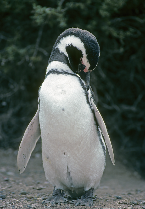 Magellanic_Penquin_91_Argentina_019