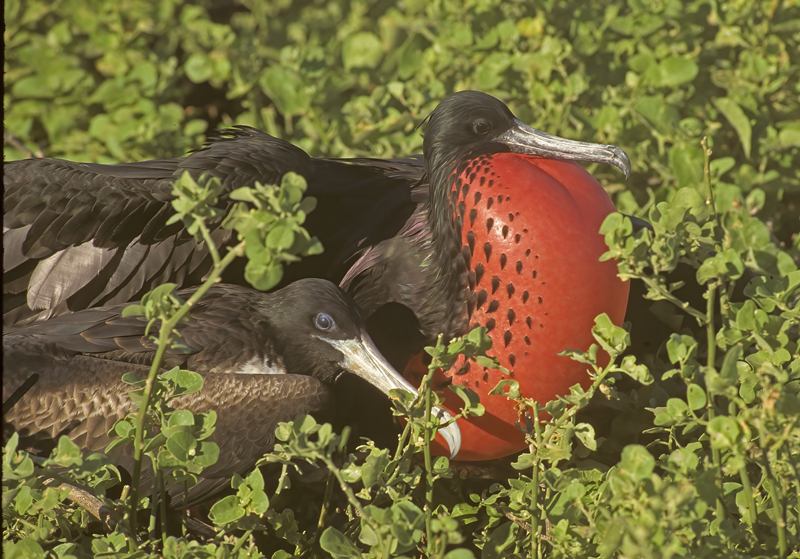 Magnificant_Frigetbird_97_Galapagos_011