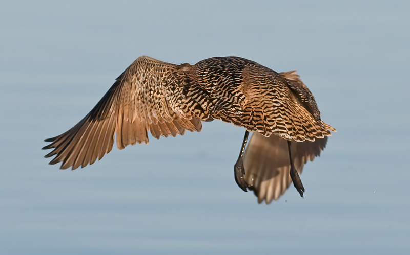 Marbled_Godwit_09_FL_018