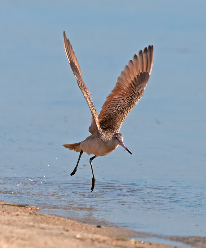 Marbled_Godwit_14_CA_001