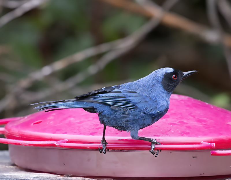 Masked_Flowerpiercer_18_Ecuador_004