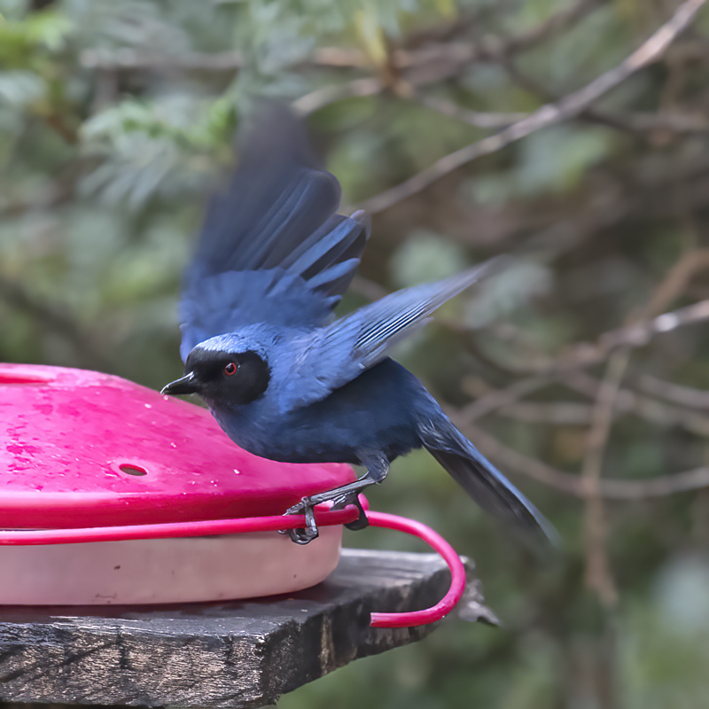 Masked_Flowerpiercer_18_Ecuador_008