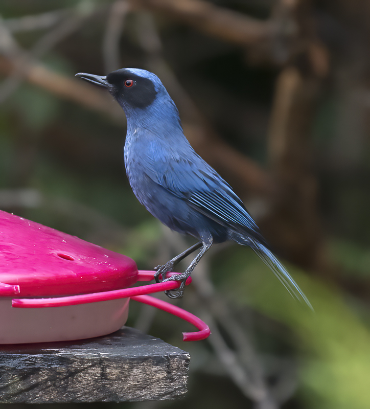 Masked_Flowerpiercer_18_Ecuador_012