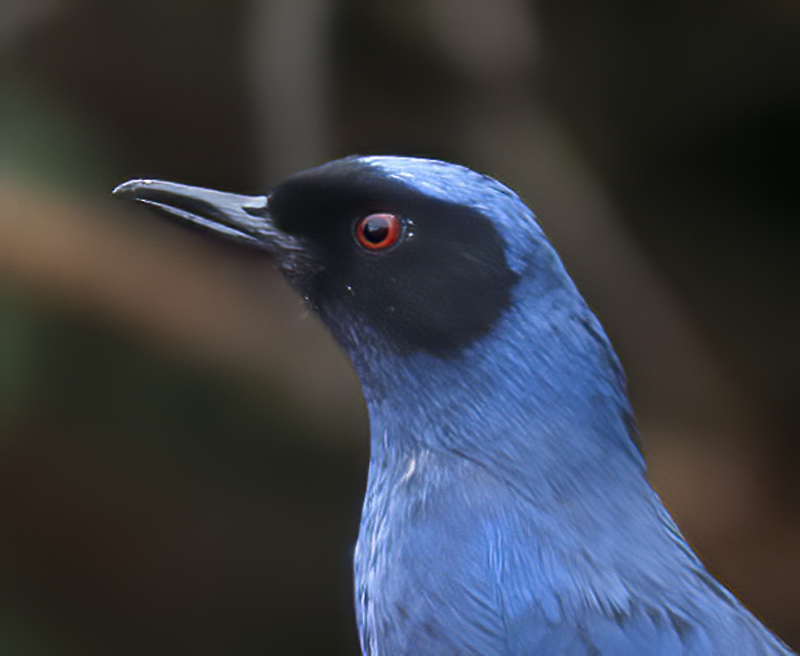 Masked_Flowerpiercer_18_Ecuador_012a