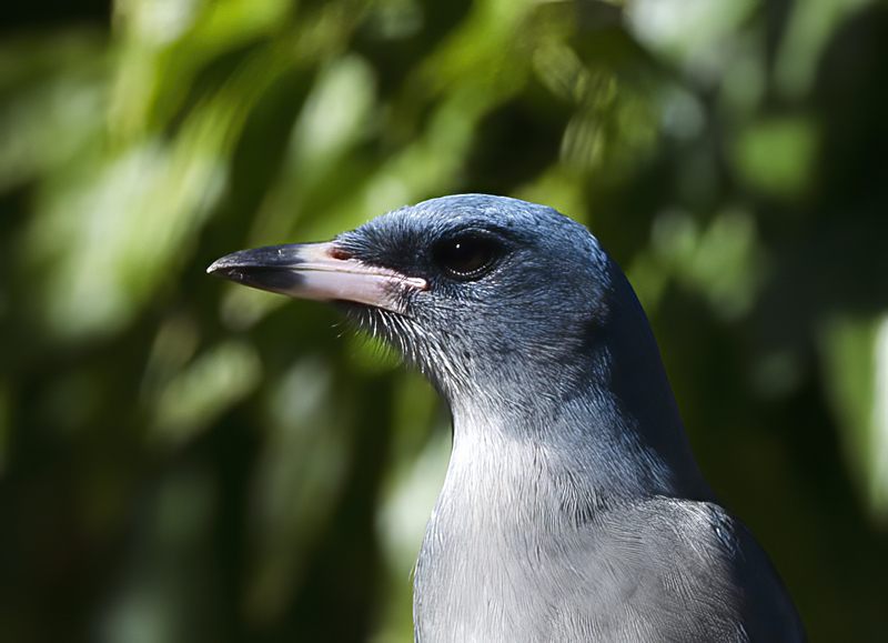 Mexican_Jay_14_AZ_004