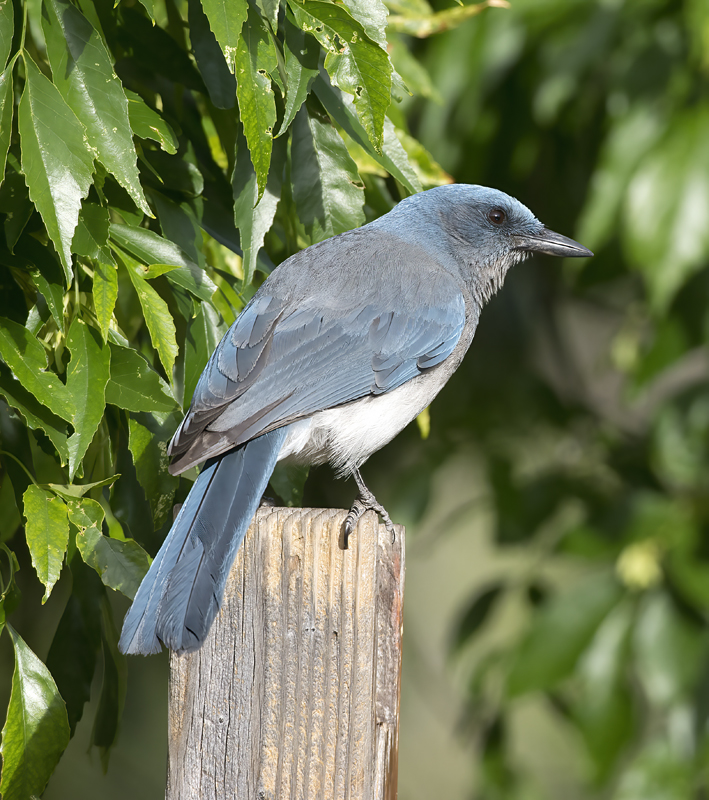 Mexican_Jay_15_AZ_002