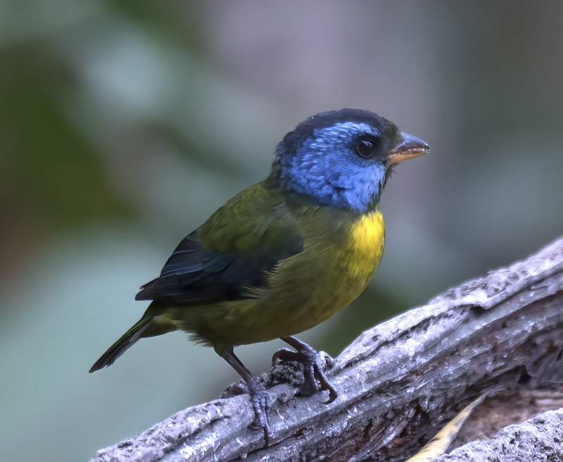 Moss-backed_Tanager_18_Ecuador_001
