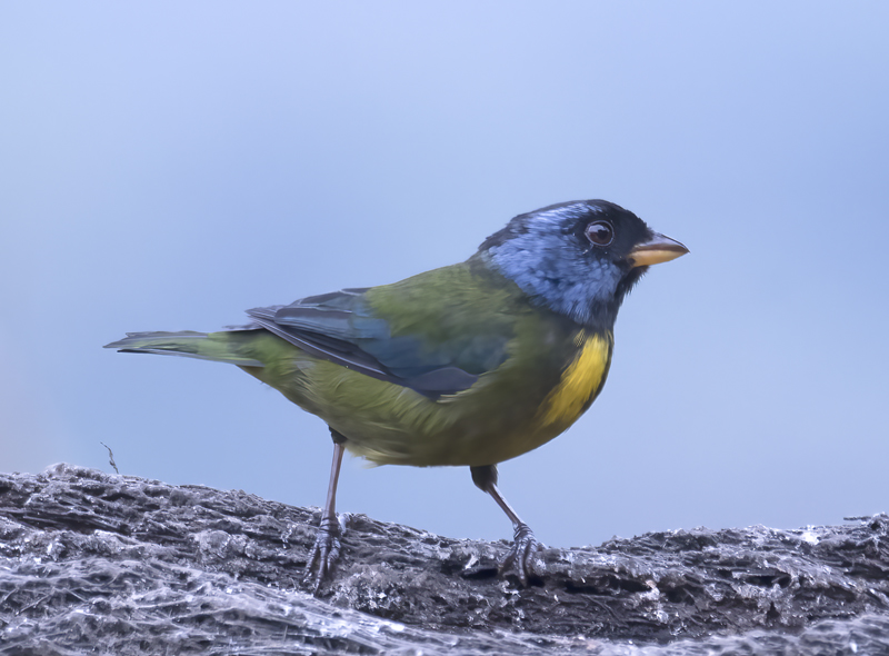 Moss-backed_Tanager_18_Ecuador_005