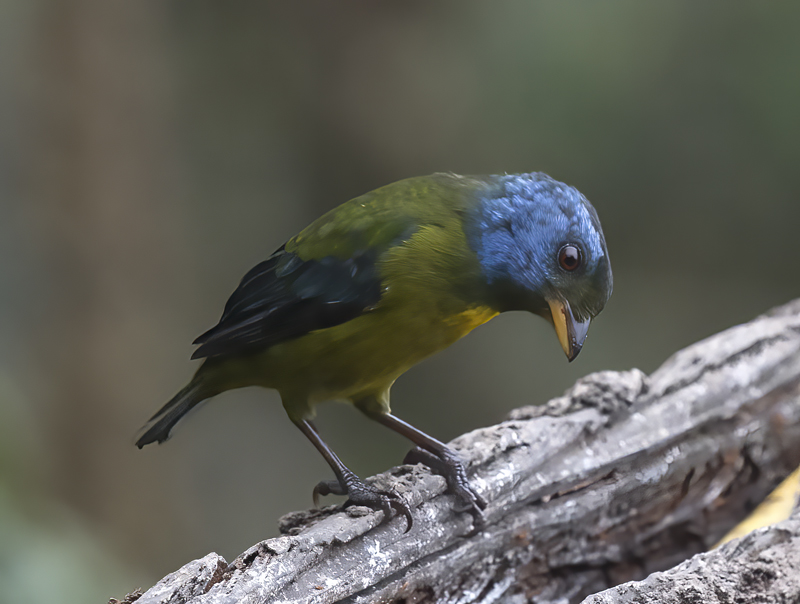 Moss-backed_Tanager_18_Ecuador_028