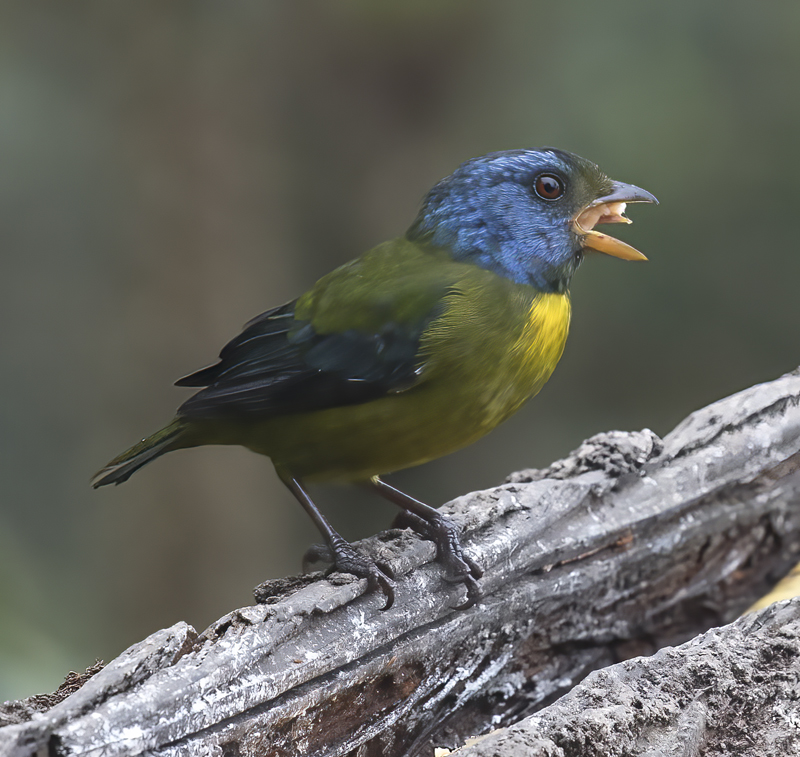 Moss-backed_Tanager_18_Ecuador_031